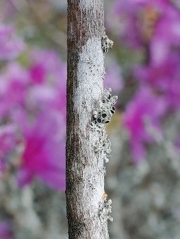 Rhododendron wadanum bark