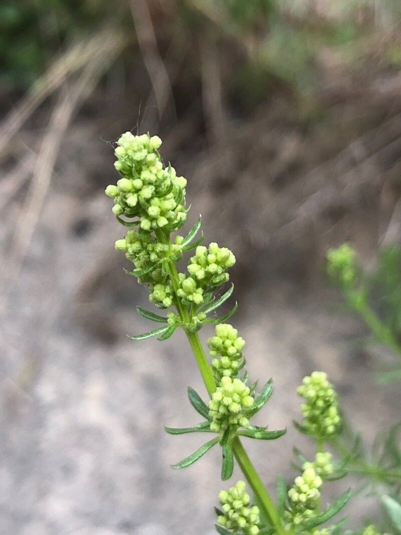 Galium lucidum fruit
