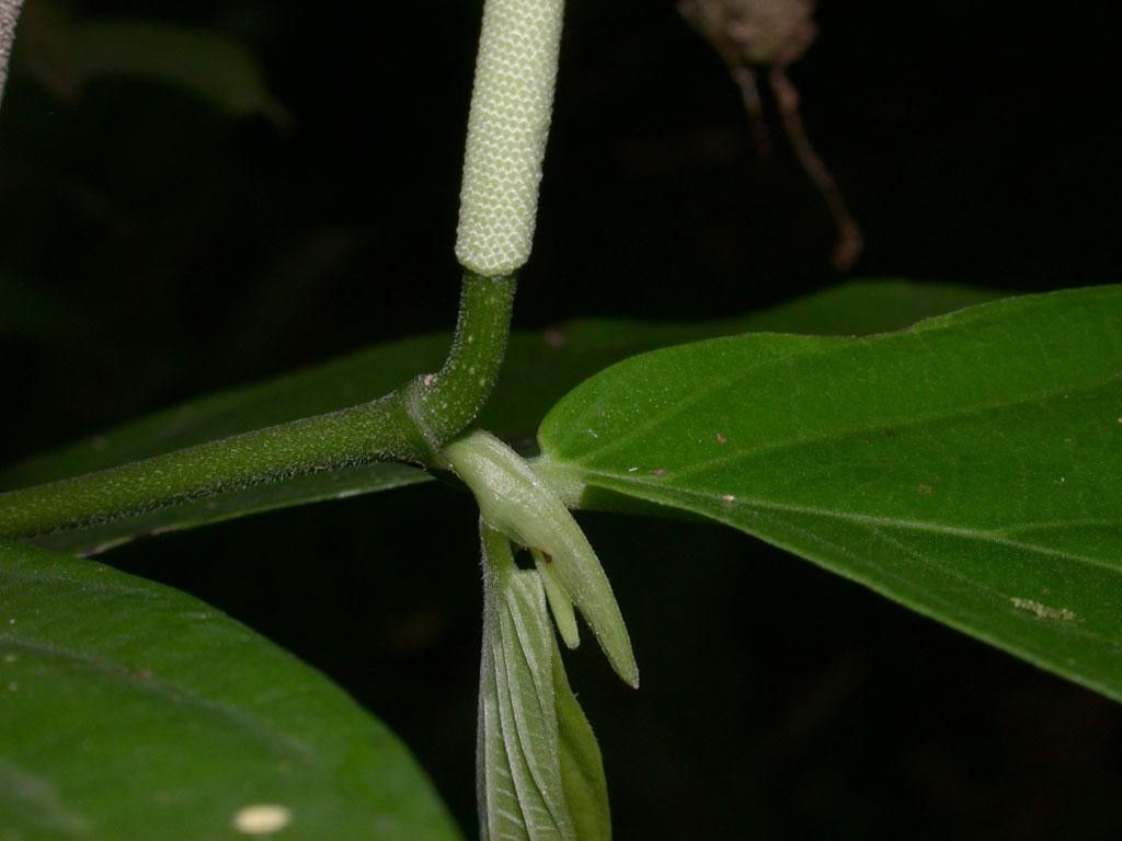 Piper silvivagum bark