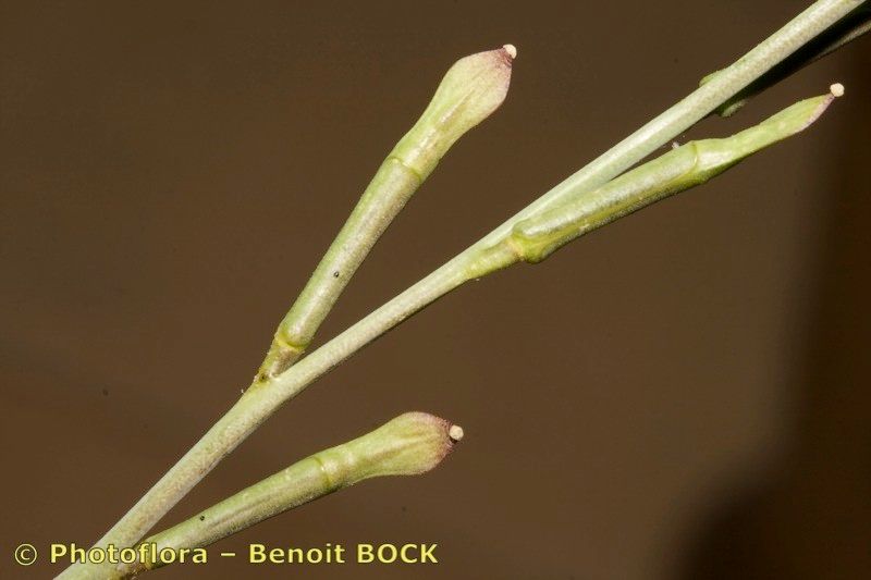 Erucaria erucarioides fruit