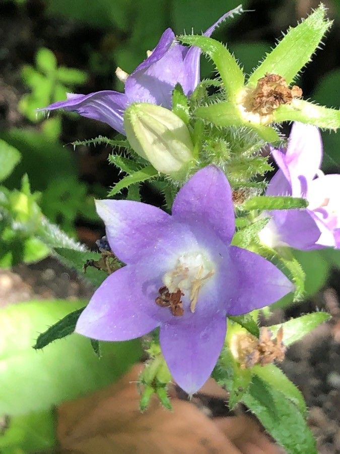 Campanula primulifolia flower