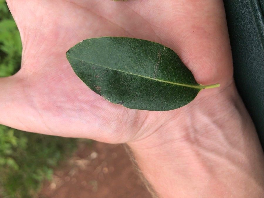 Diospyros mespiliformis — search result for 'Ebenaceae'