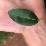 Diospyros mespiliformis