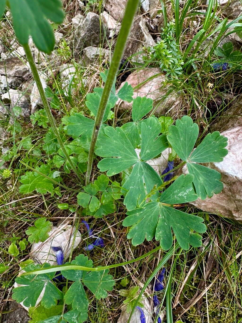 Aquilegia transsilvanica — search result for 'Aquilegia'