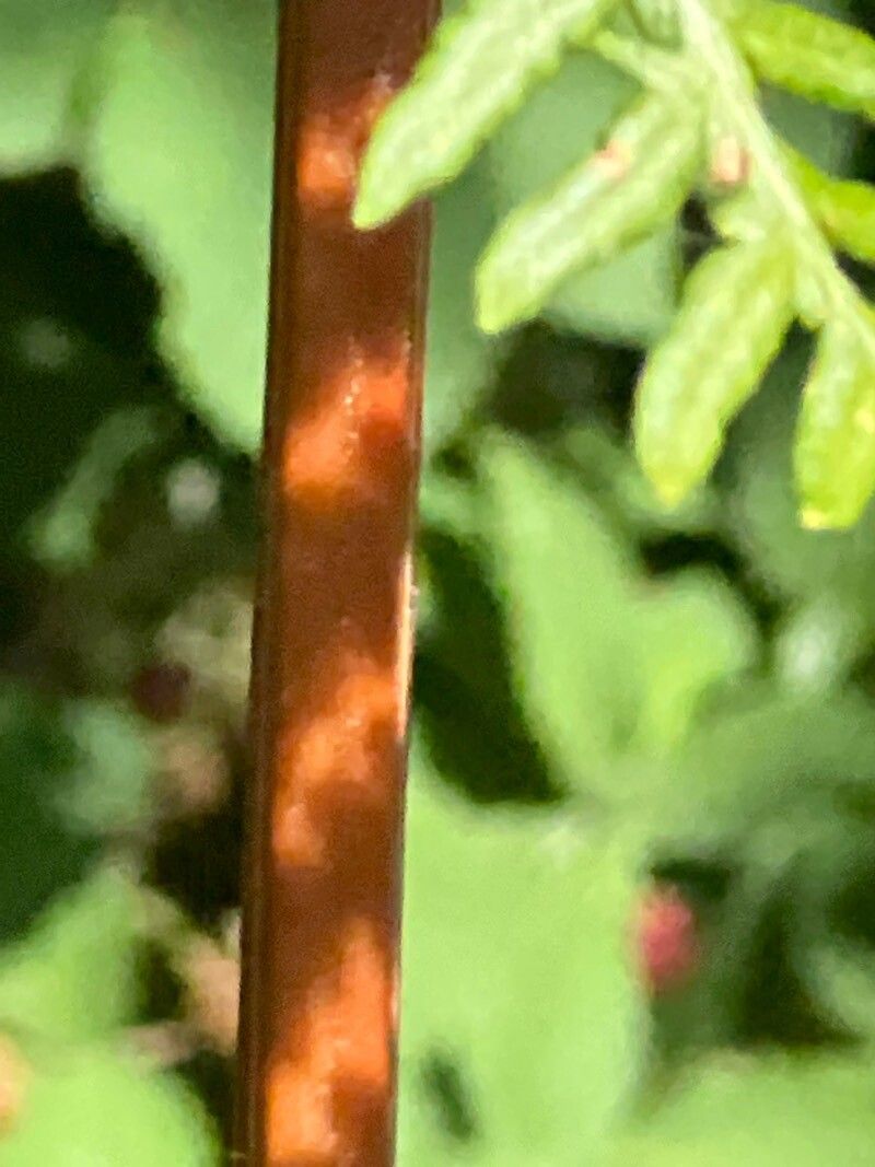 Pteridium caudatum bark