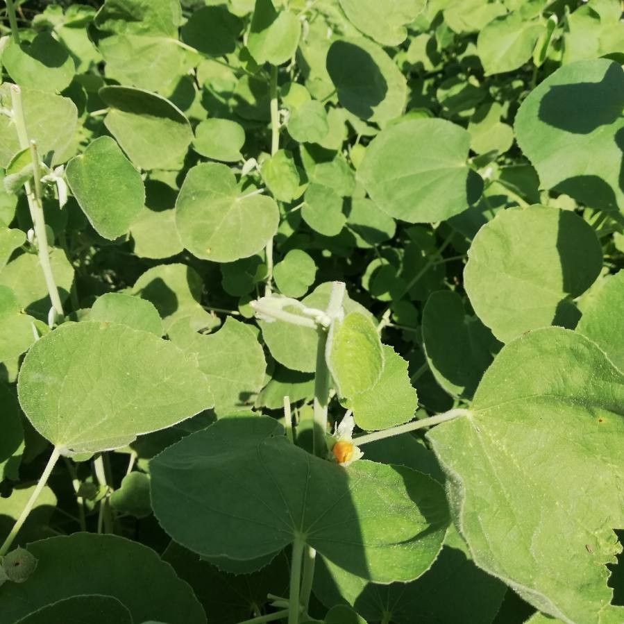 Abutilon pannosum — search result for 'Abutilon'