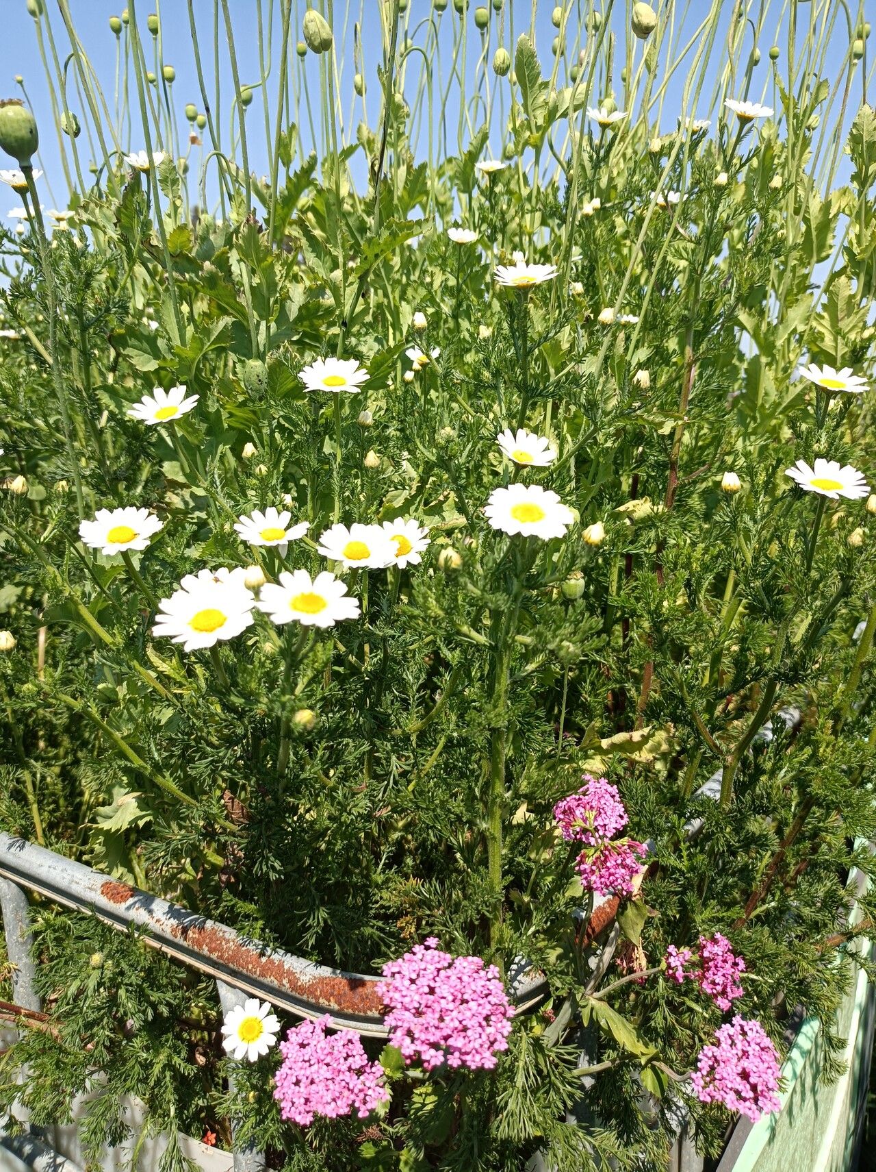 Chamaemelum fuscatum leaf