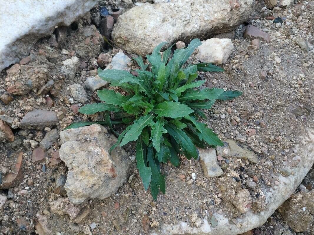 Erigeron longipes habit