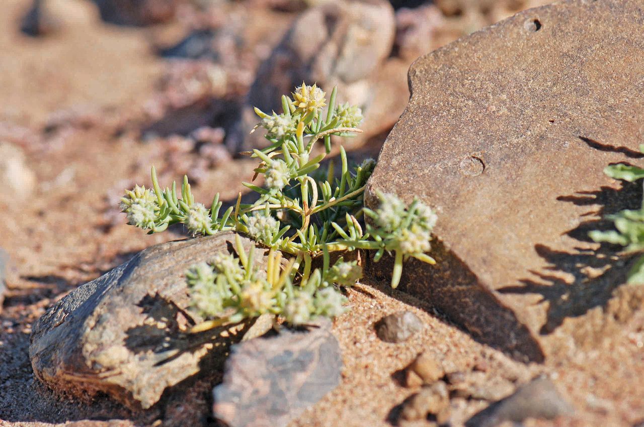 Gymnocarpos sclerocephalus fruit
