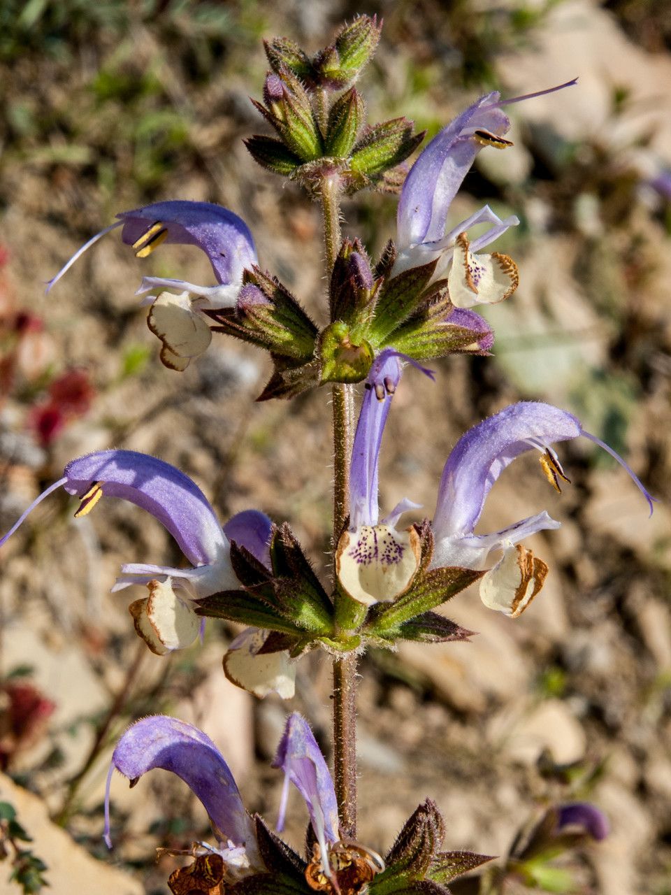 Salvia veneris — search result for 'Cyprus'