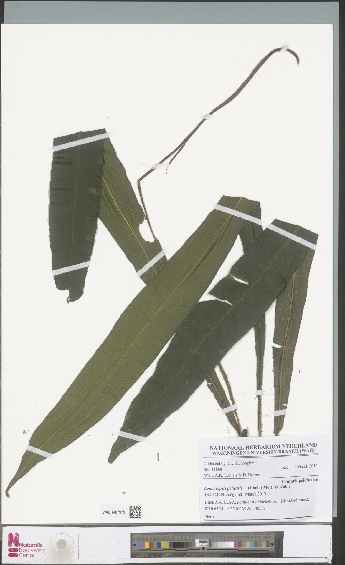 Lomariopsis palustris — houseplant care guide