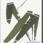 Lomariopsis palustris