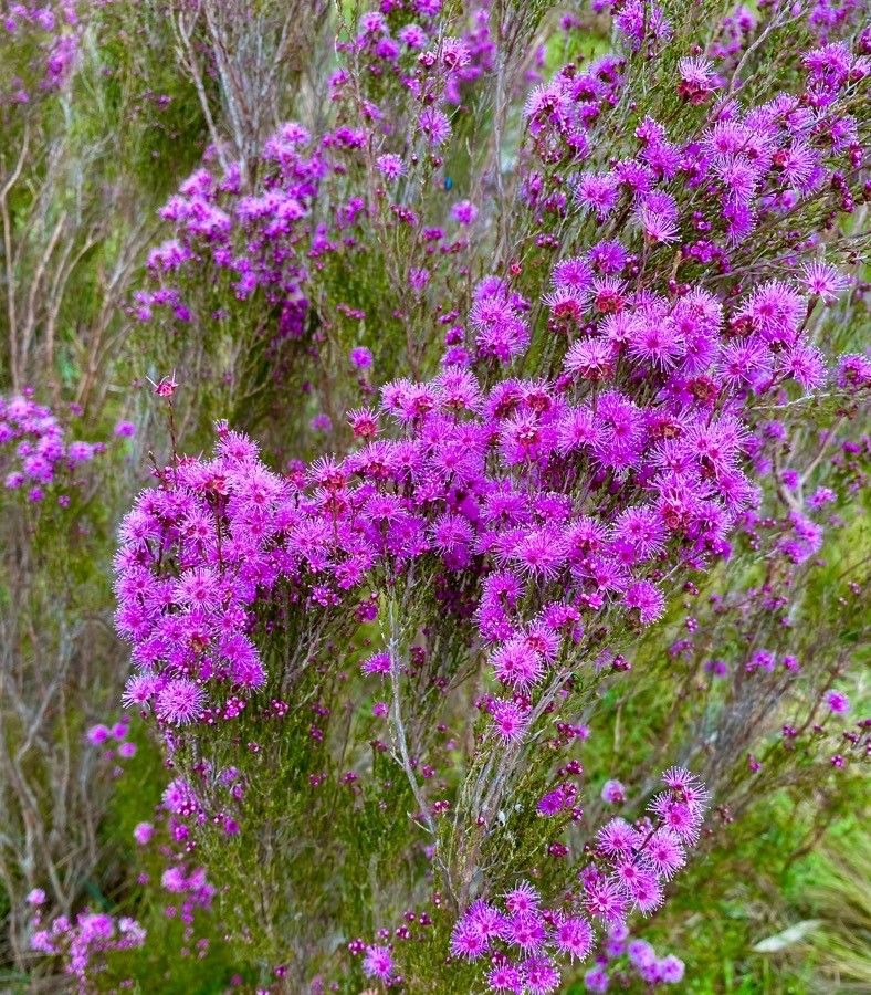 Kunzea parvifolia flower