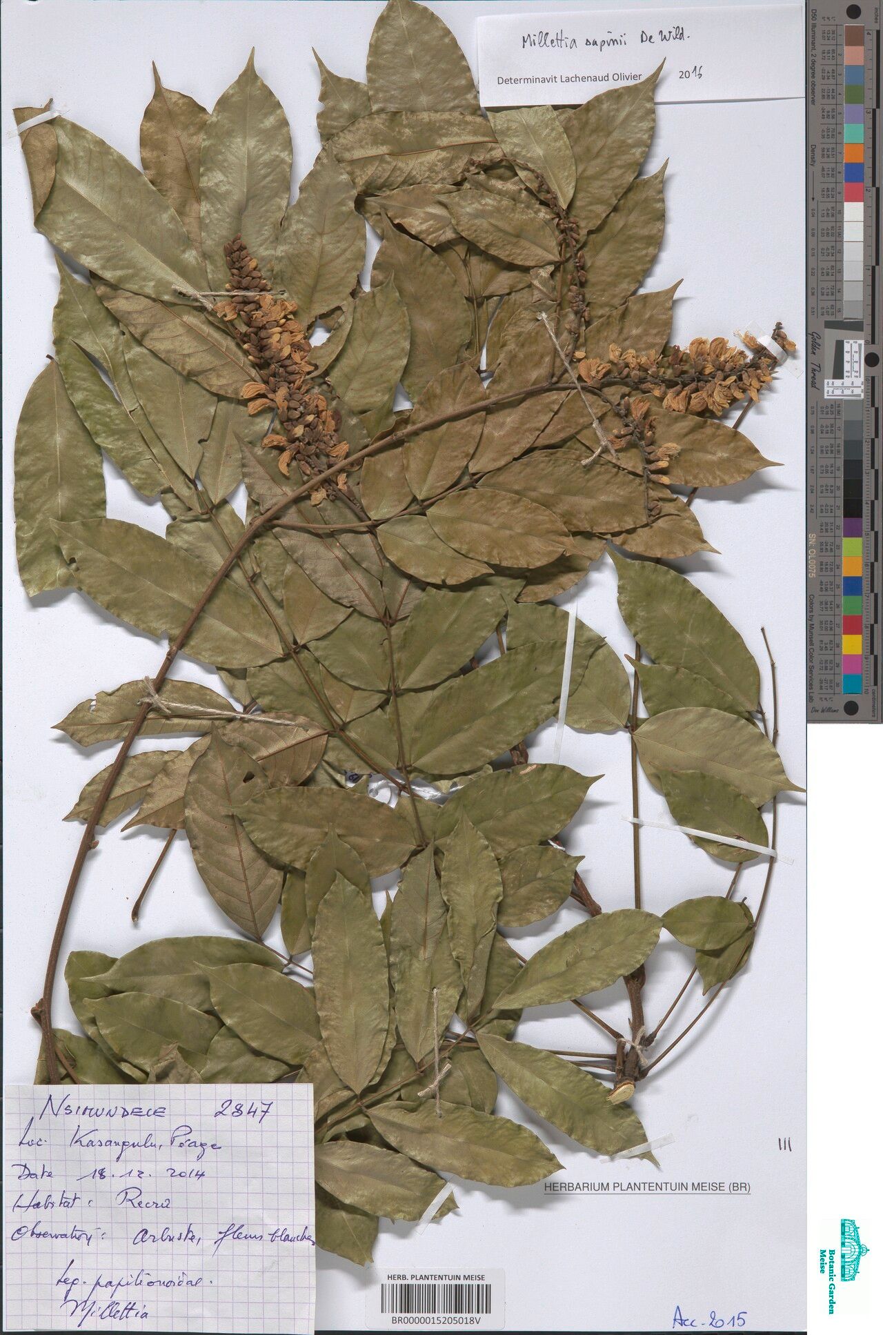 Millettia sapinii — houseplant care guide