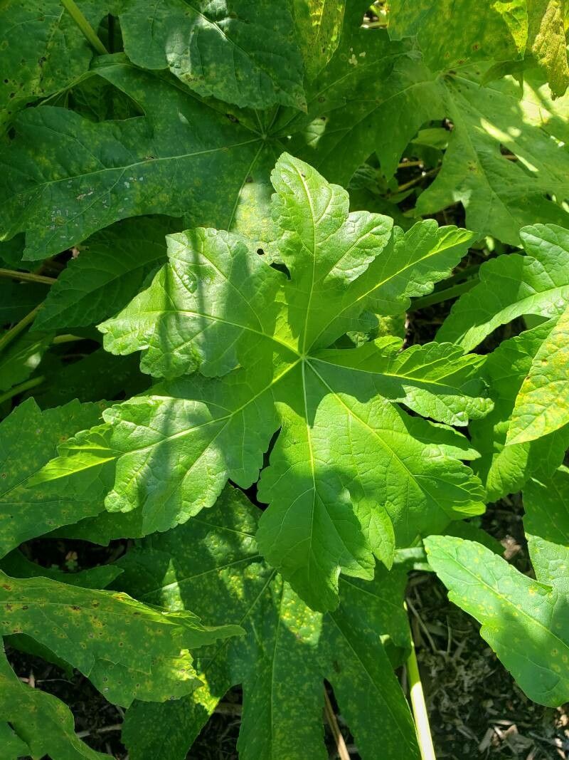 Napaea dioica — search result for 'Malvaceae'