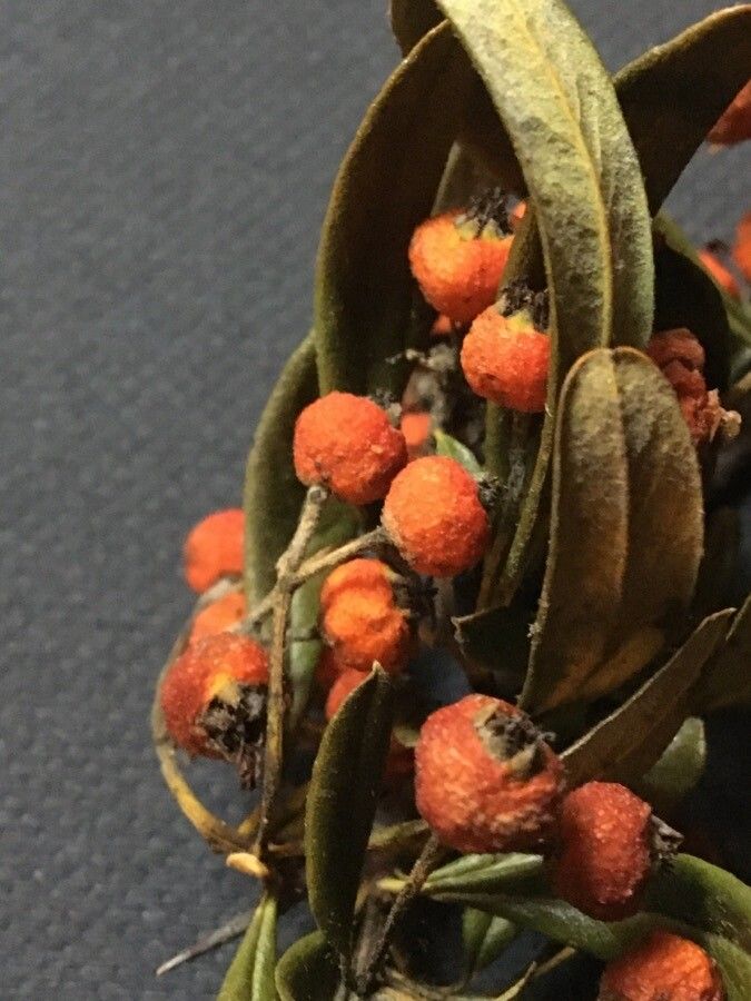 Pyracantha koidzumii fruit