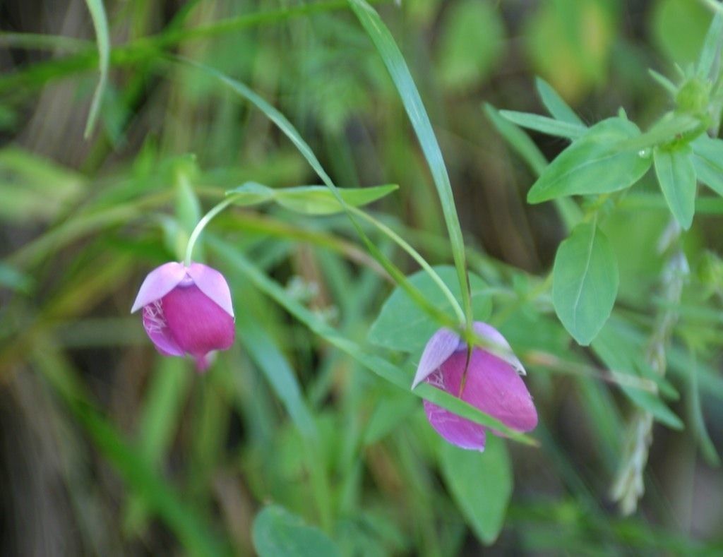 Calochortus amoenus — related species from the same genus