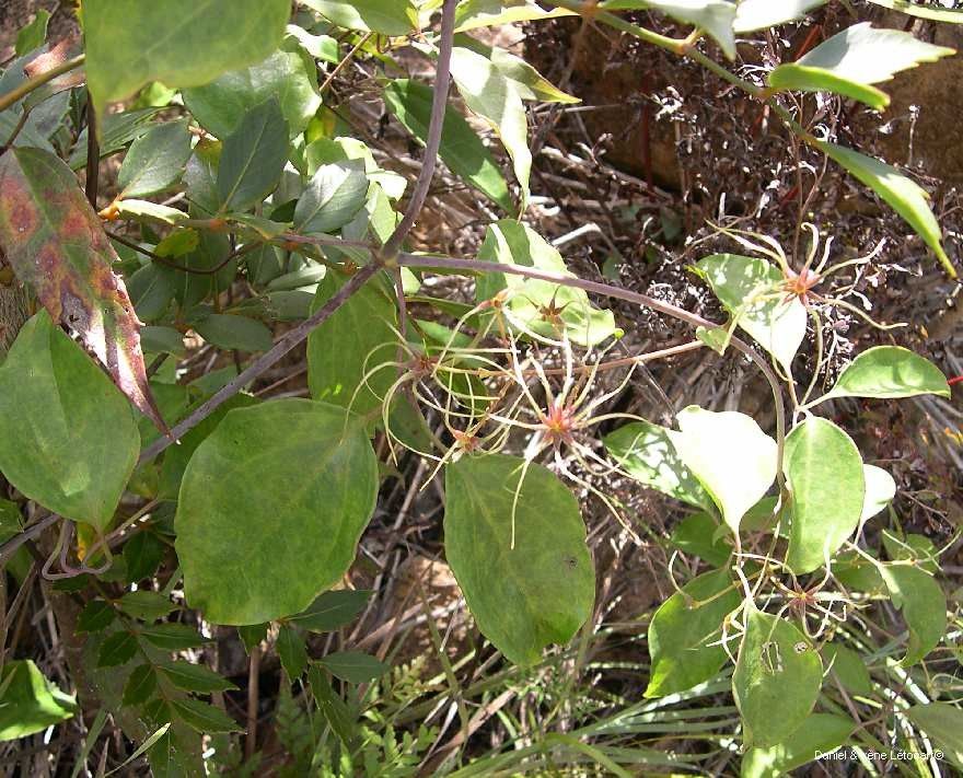 Clematis novocaledoniaensis — search result for 'Clematis'