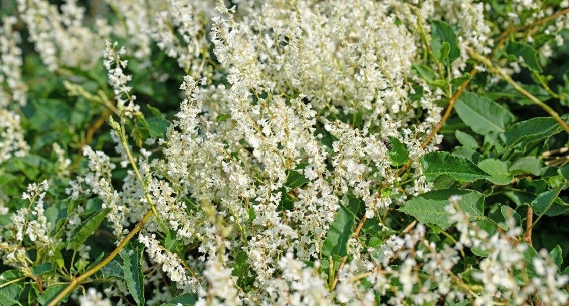 Aconogonum coriarium — related species from the same genus