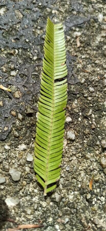 Parkia timoriana leaf