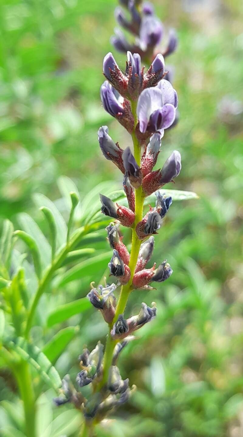 Glycyrrhiza astragalina flower