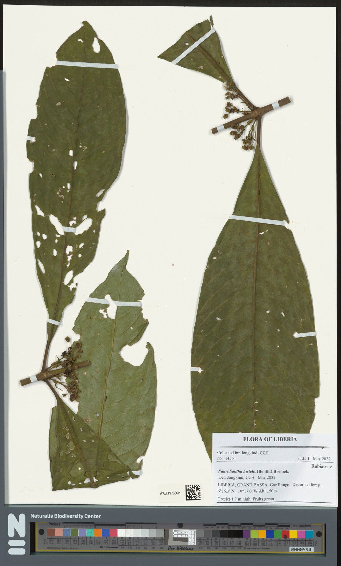 Pauridiantha hirtella — houseplant care guide