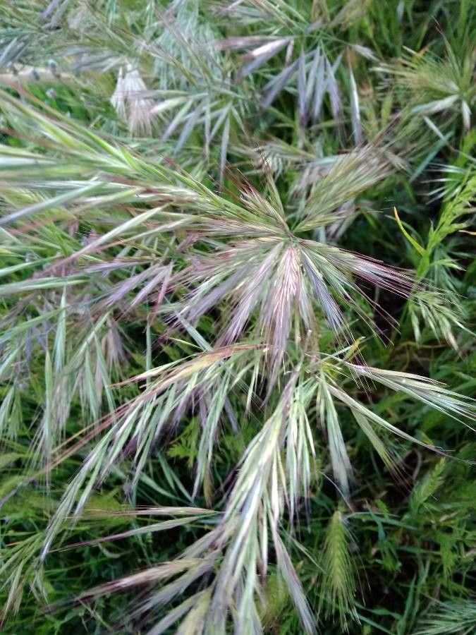 Bromus lanceolatus leaf