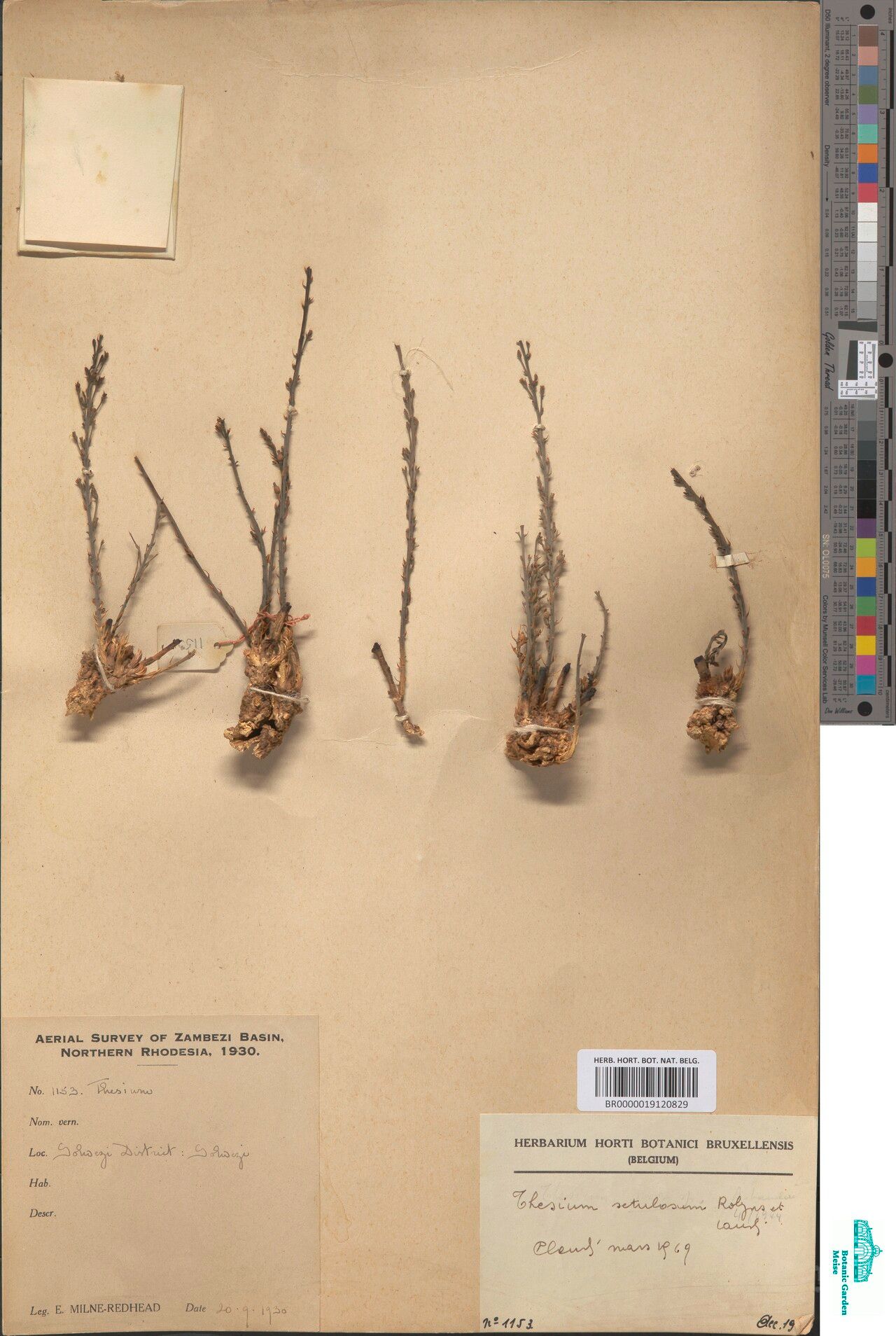 Thesium setulosum — houseplant care guide