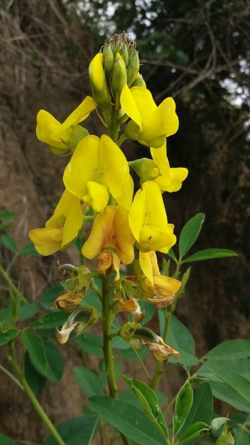 Crotalaria micans flower