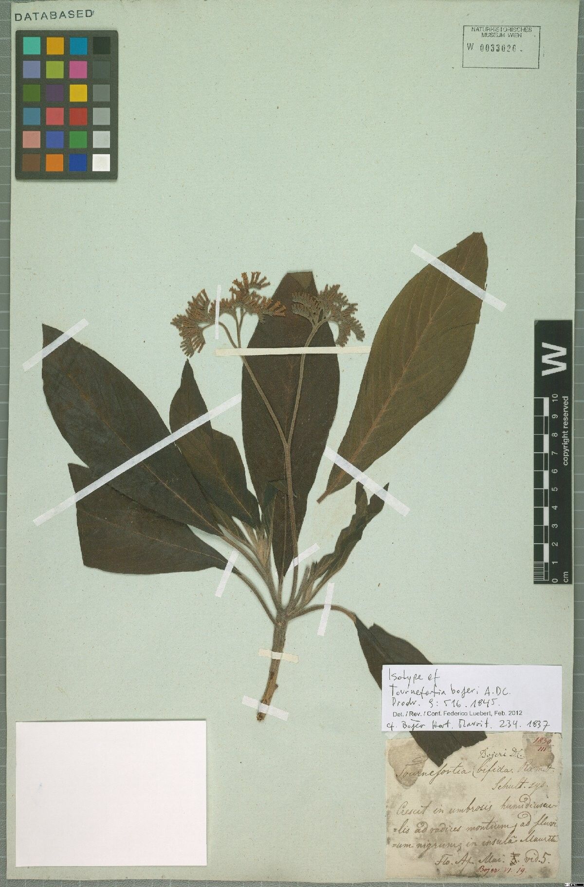 Tournefortia bojeri — related species from the same genus