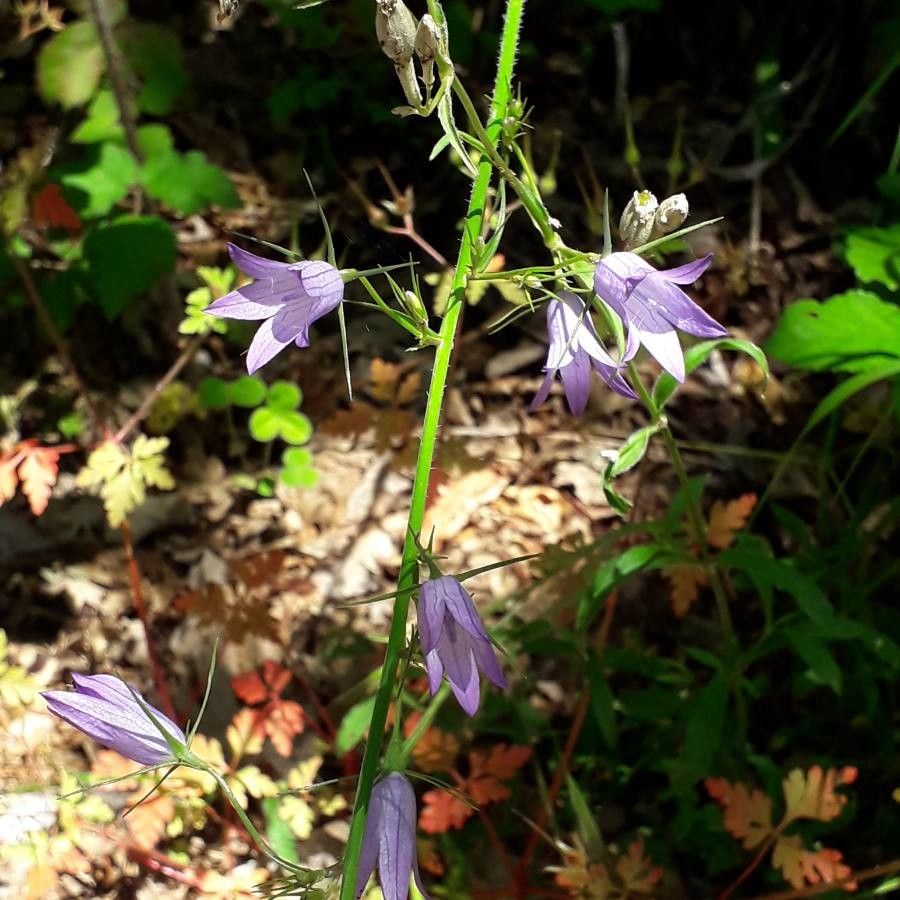 Campanula rapunculus fruit