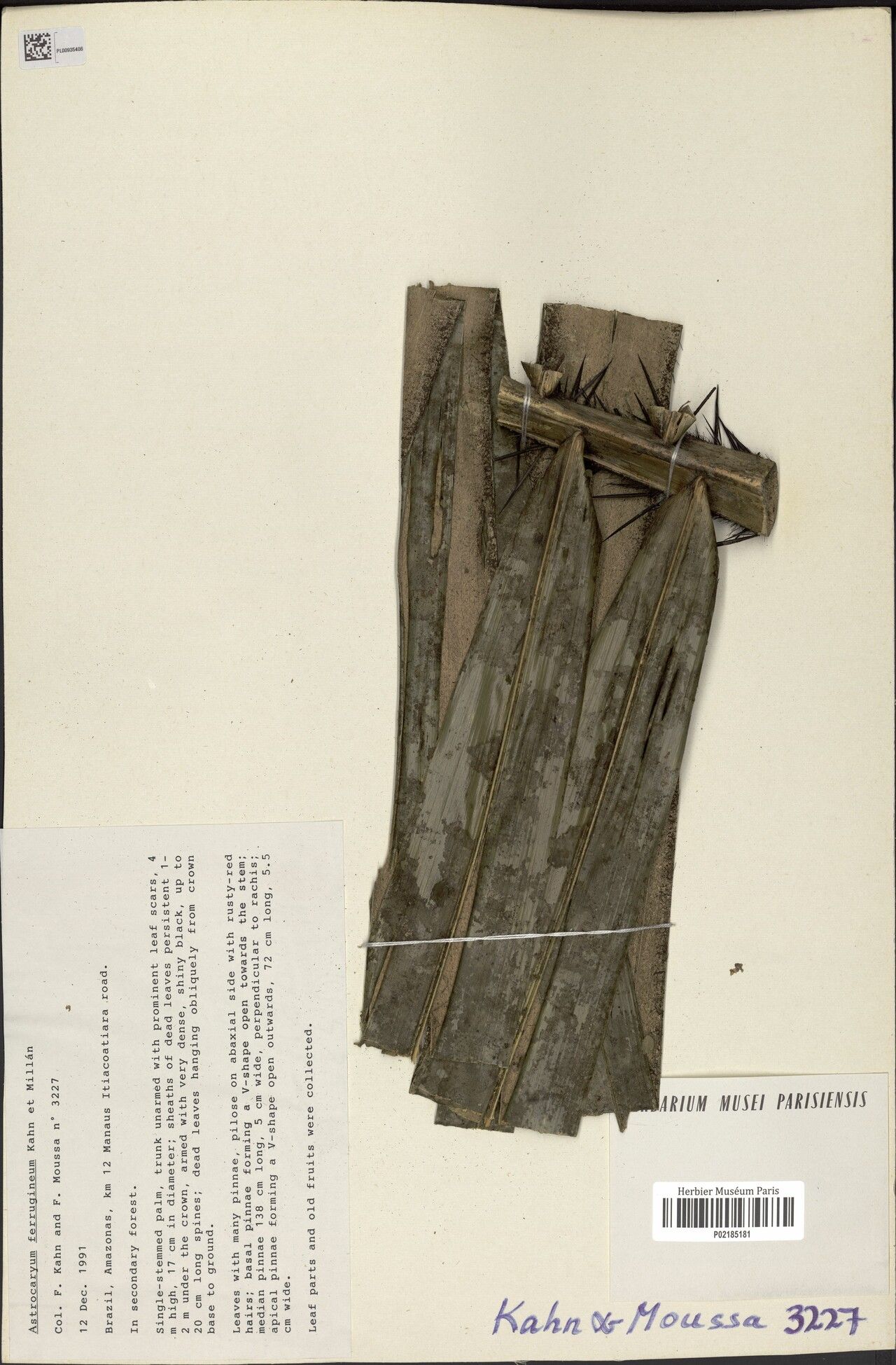 Astrocaryum ferrugineum bark