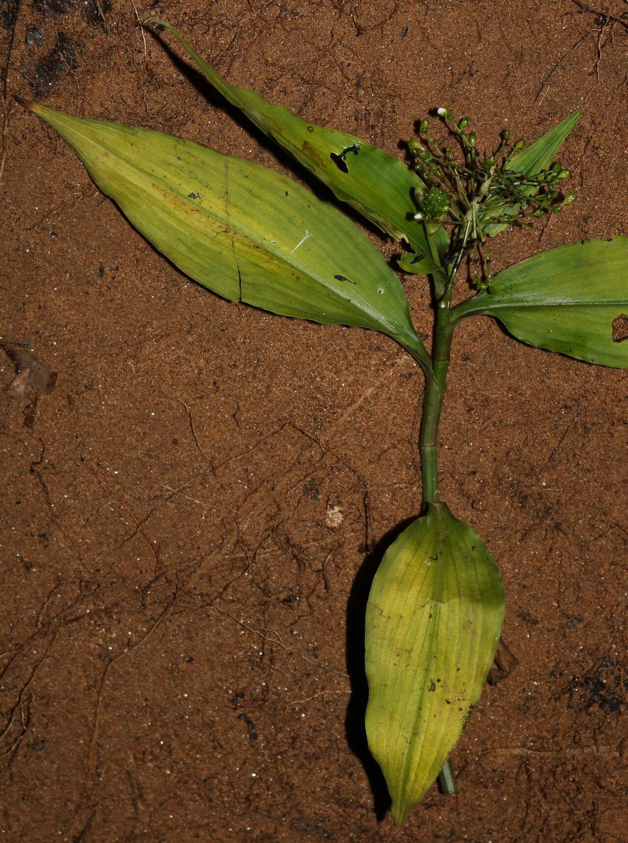 Aneilema beniniense habit