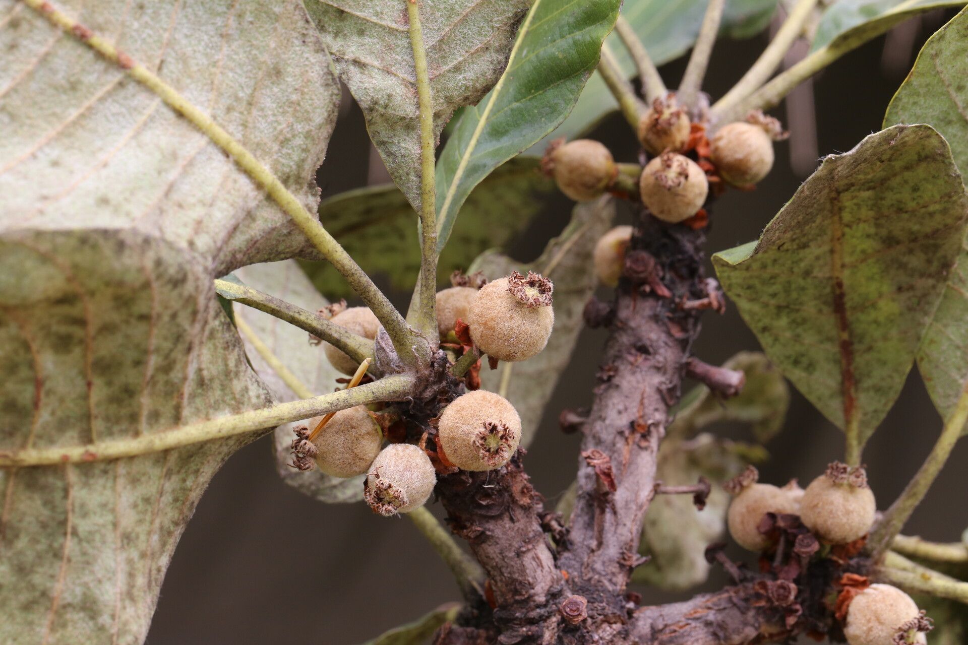 Uapaca robynsii fruit
