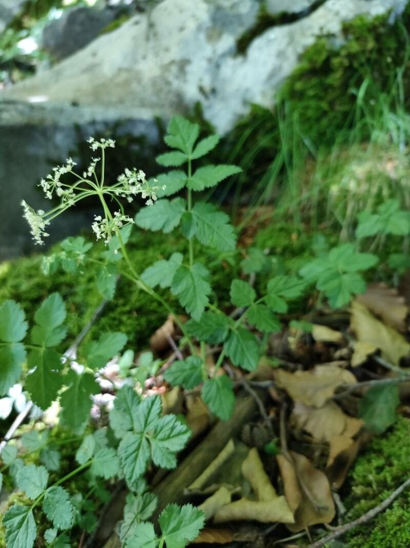 Pimpinella siifolia flower