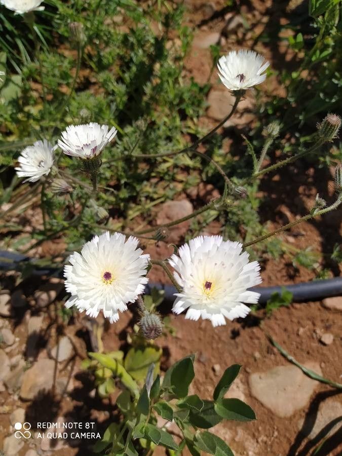 Picris albida flower