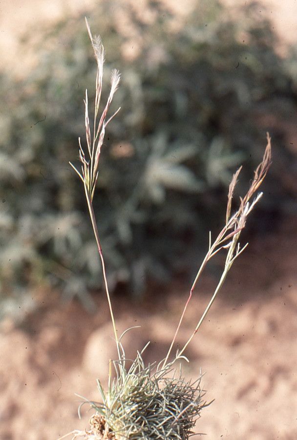 Stipagrostis obtusa other