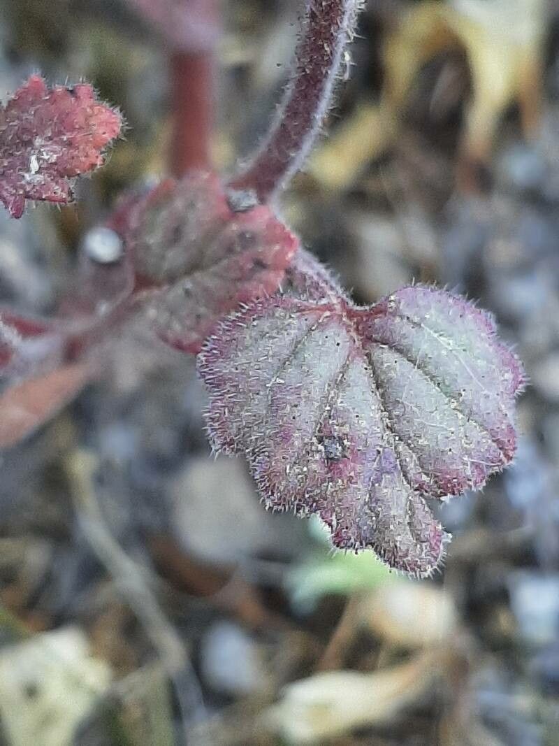Phacelia campanularia — search result for 'Phacelia'