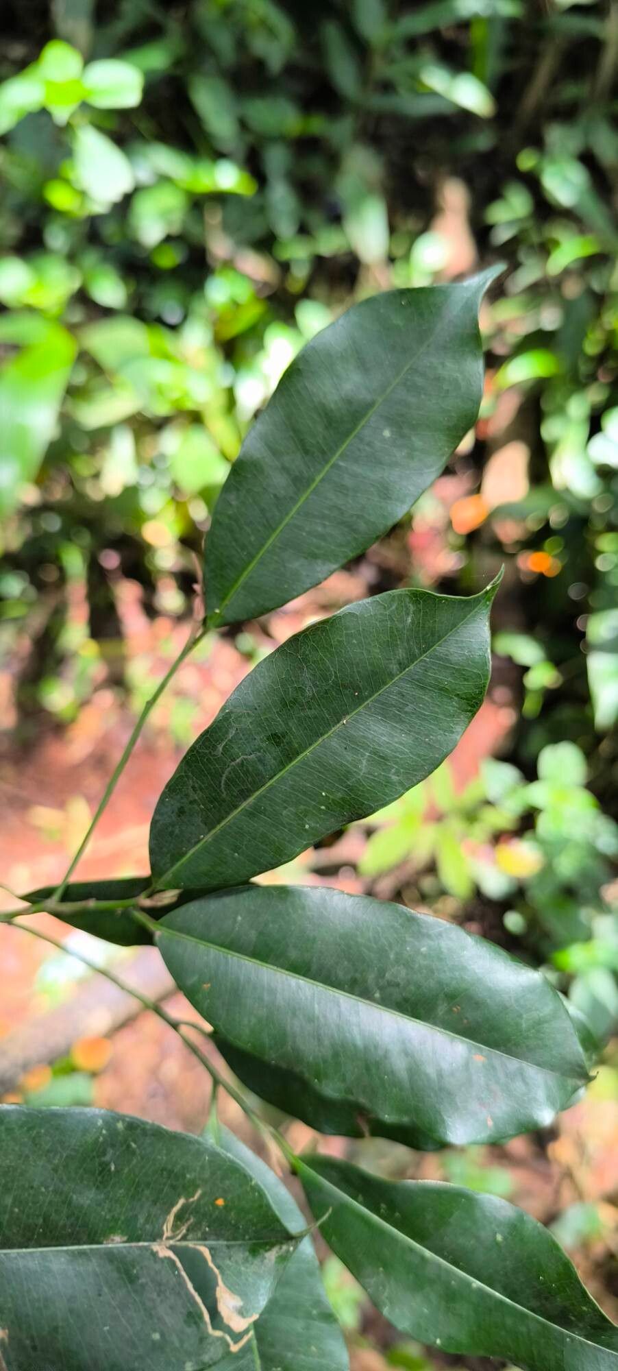 Mimusops bagshawei leaf