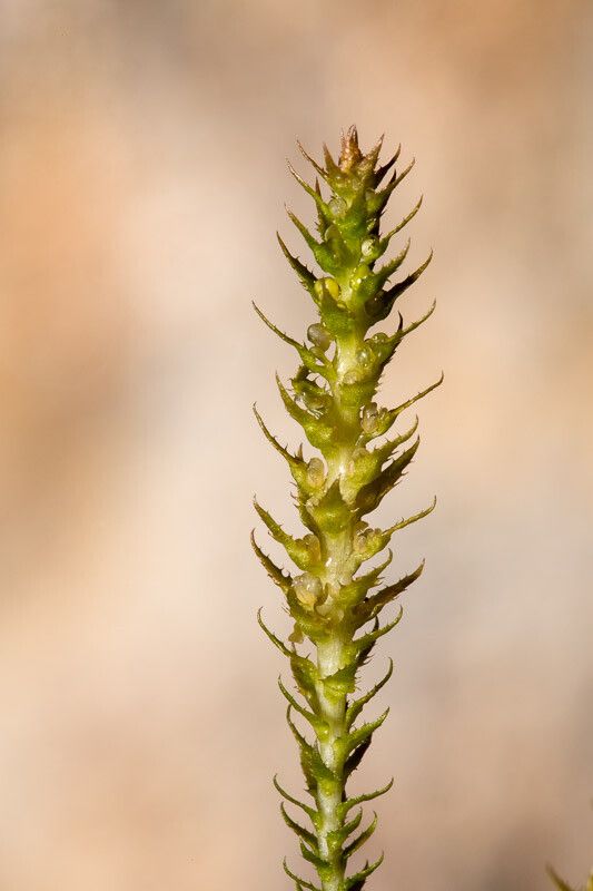 Selaginella selaginoides fruit