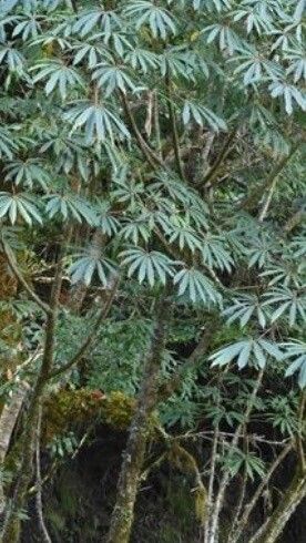 Heptapleurum taiwanianum habit