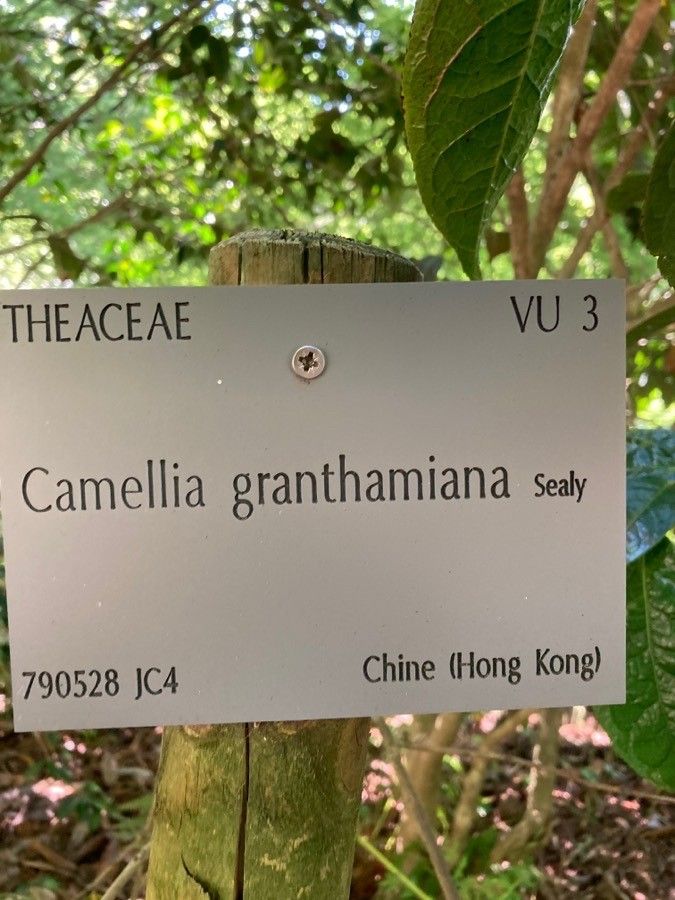 Camellia granthamiana other
