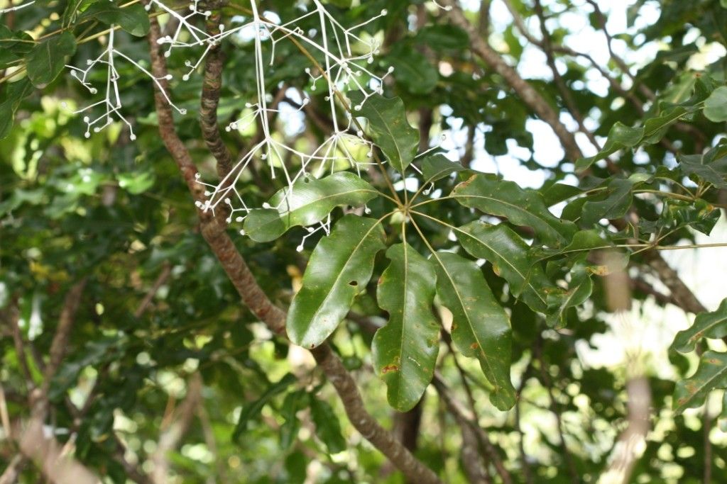 Plerandra nono habit