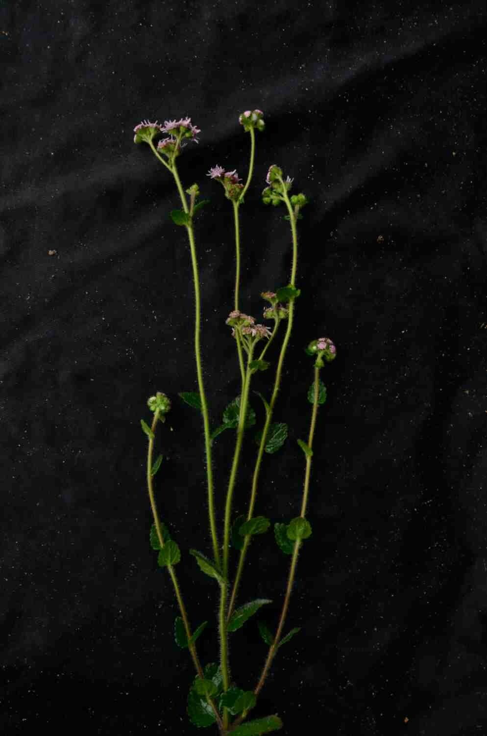 Conocliniopsis prasiifolia — houseplant care guide