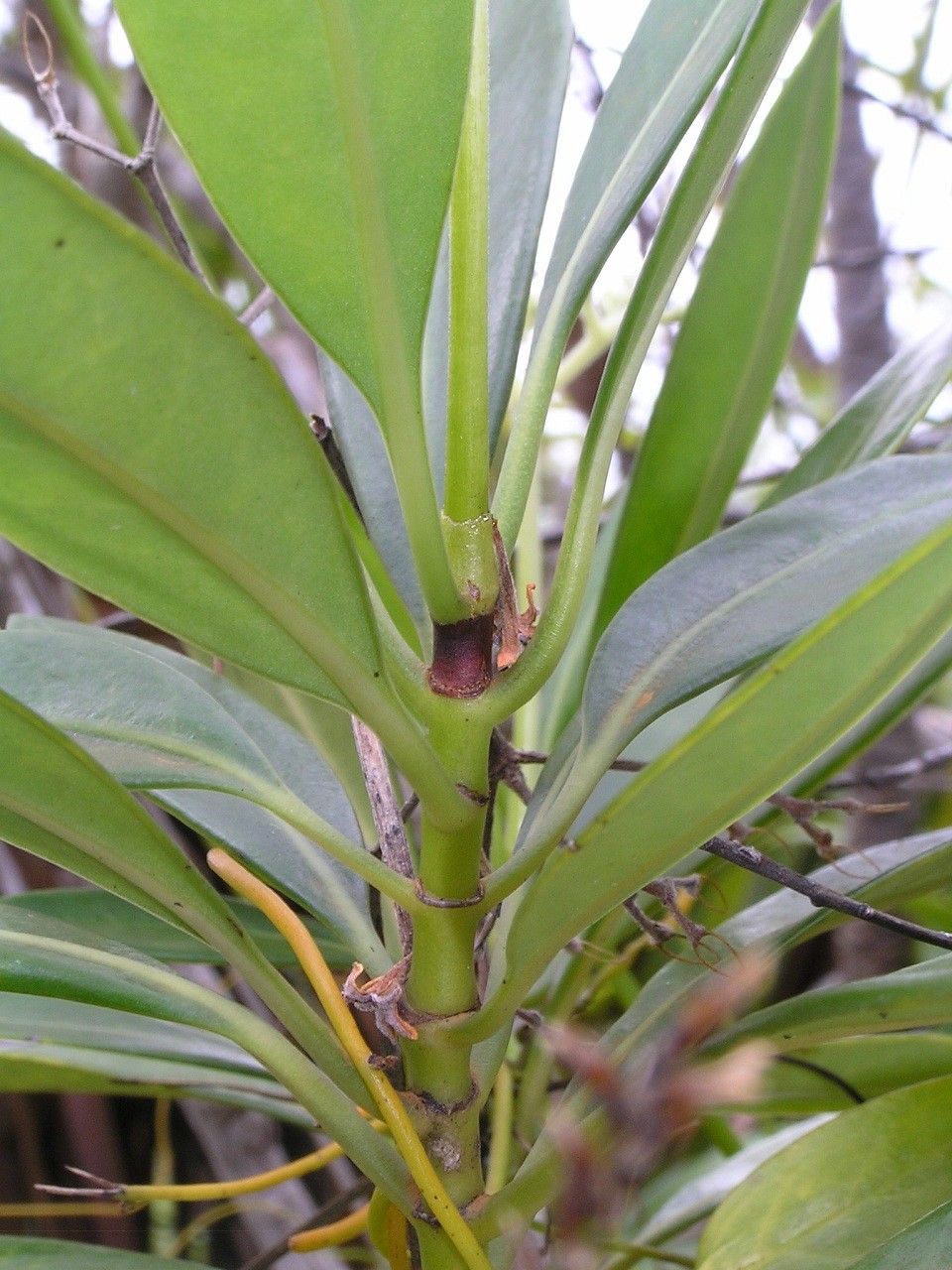 Psychotria comptonii habit