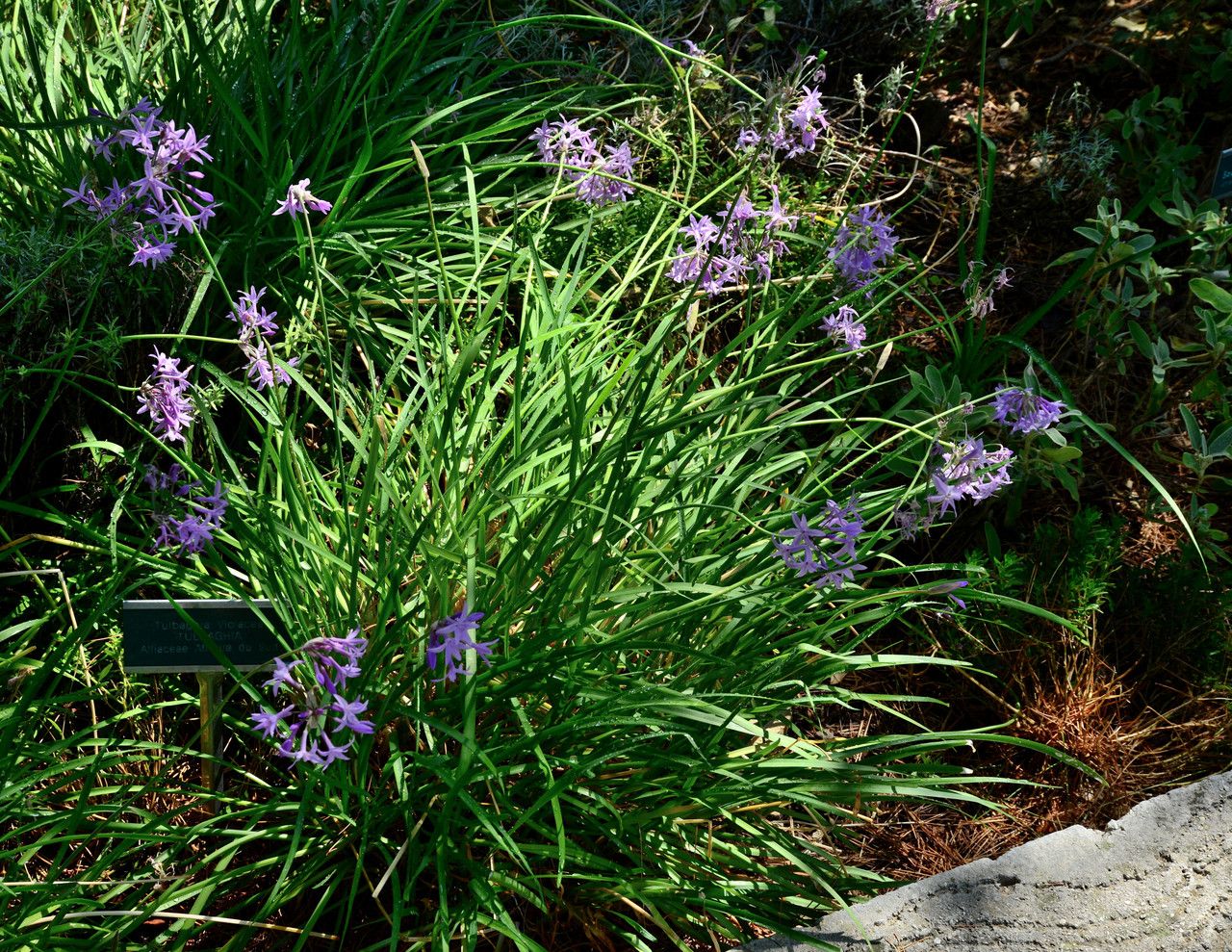 Tulbaghia alliacea habit