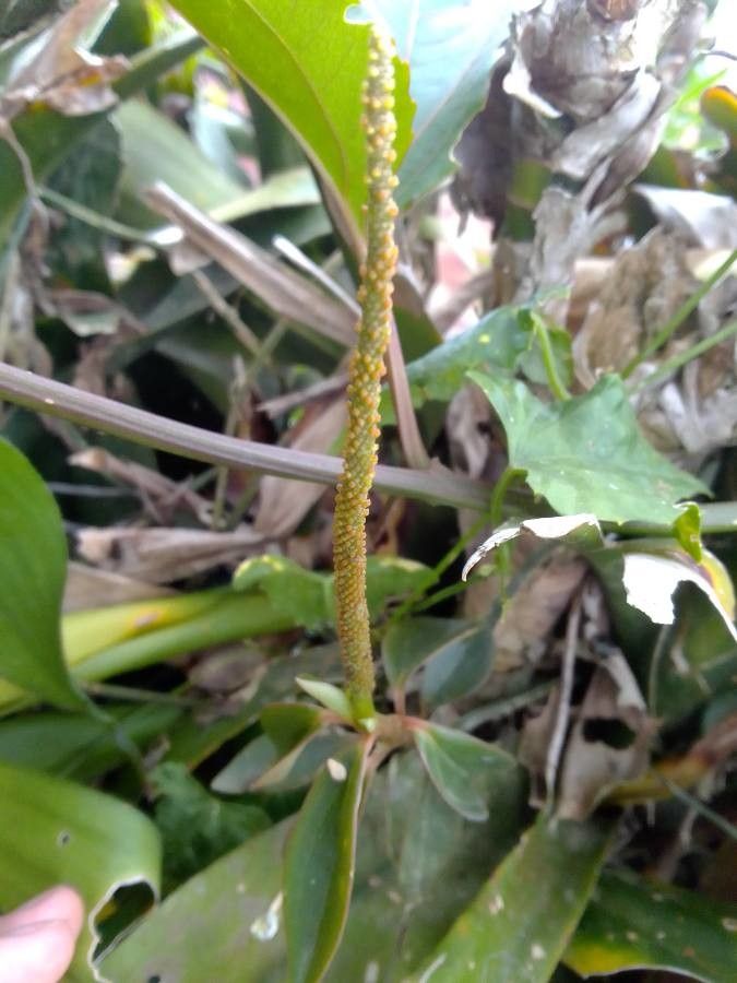 Peperomia vinasiana flower
