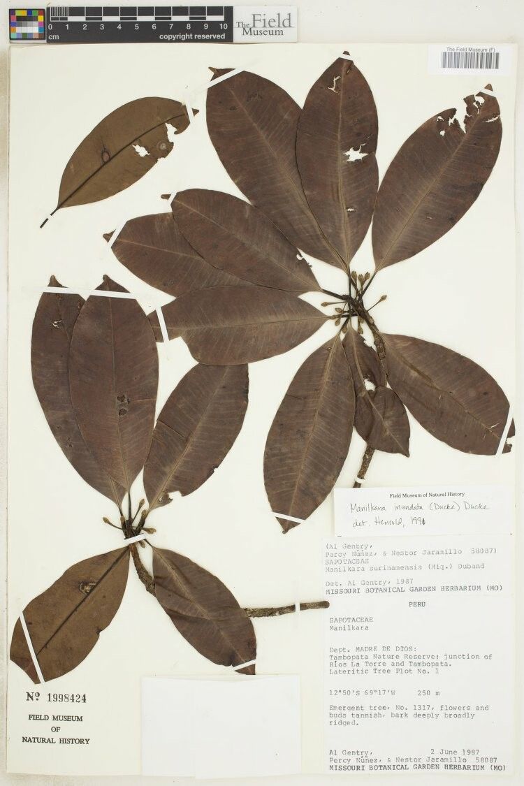 Manilkara inundata — houseplant care guide