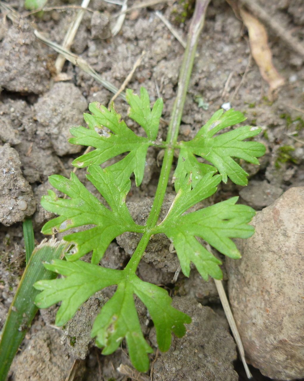 Bifora testiculata leaf