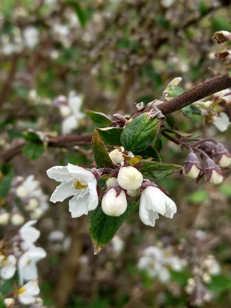 Deutzia compacta flower